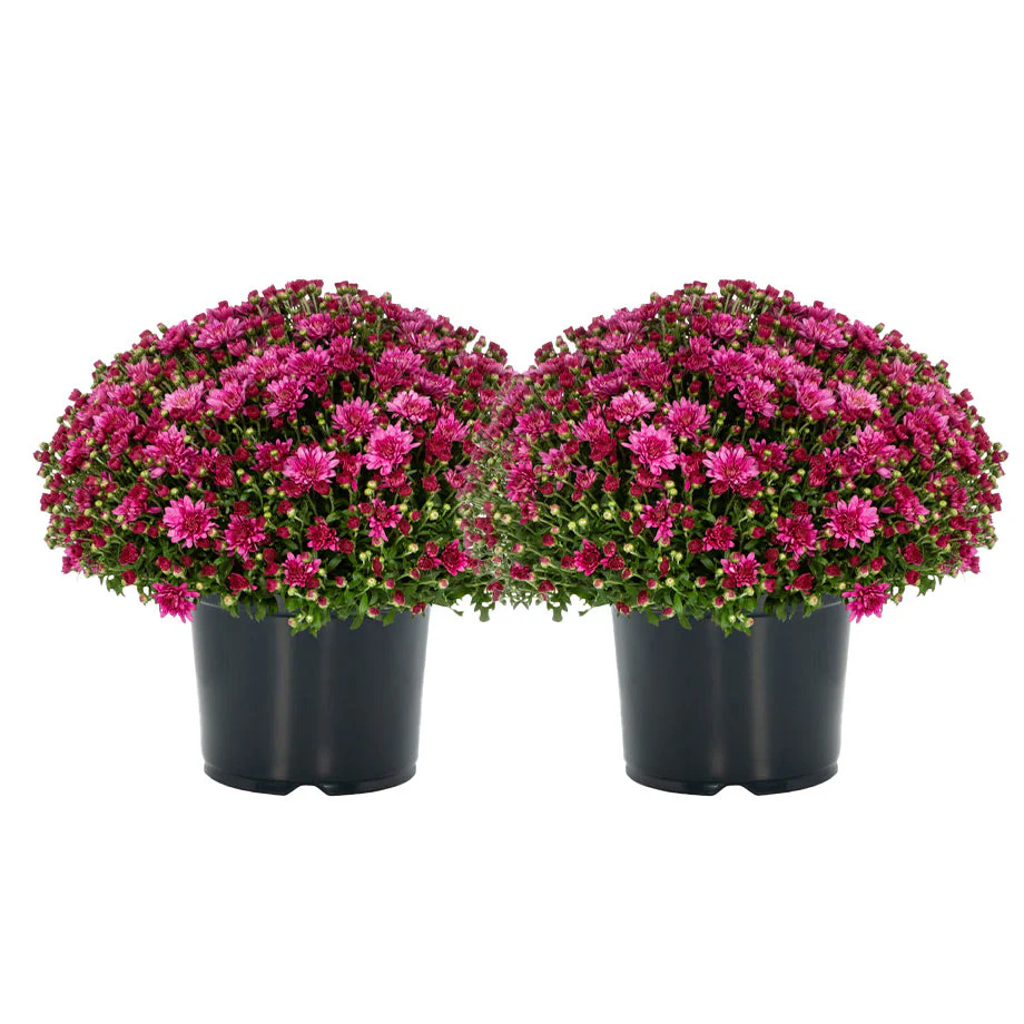 8 Inch Chrysanthemums - Image 4