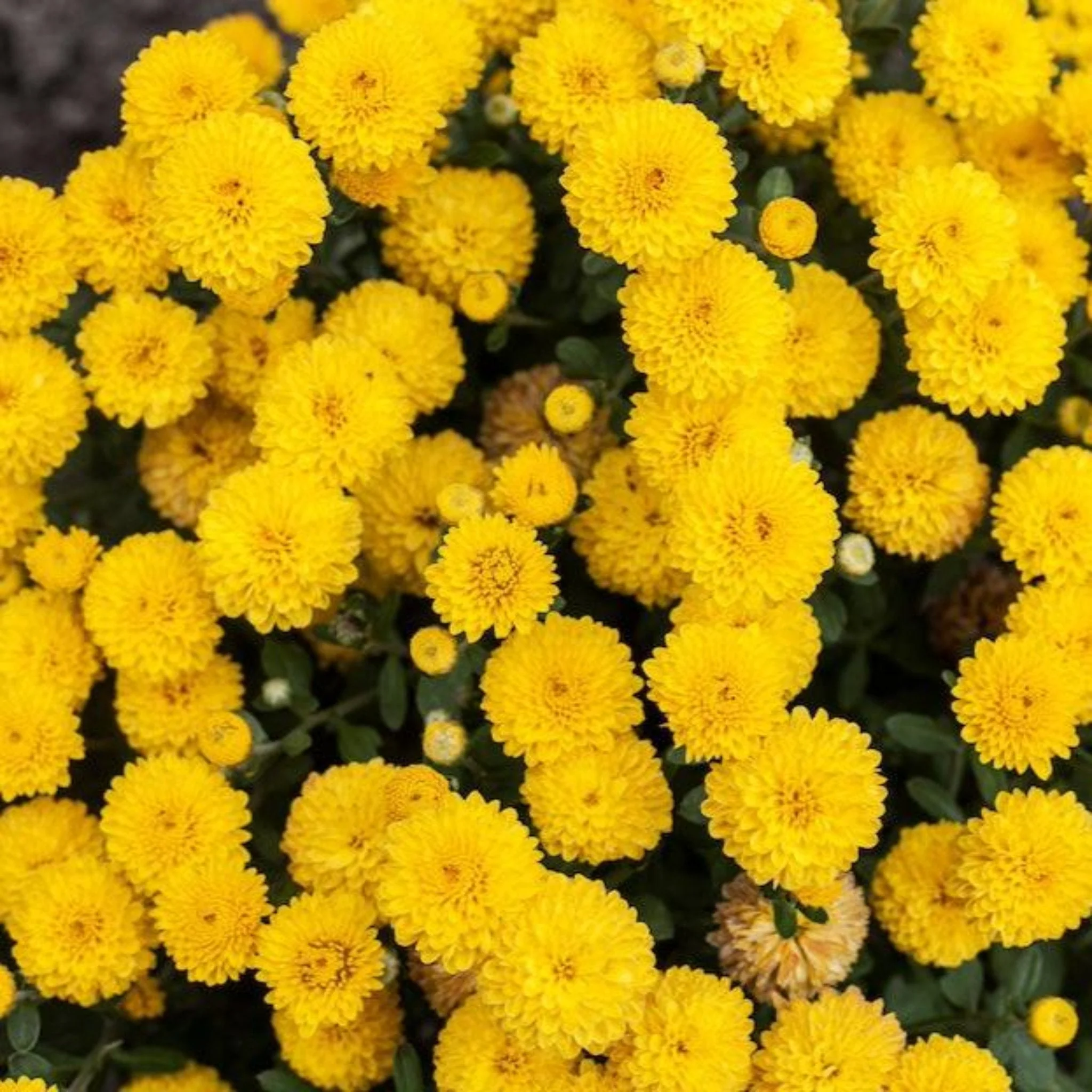 8 Inch Chrysanthemums - Image 9