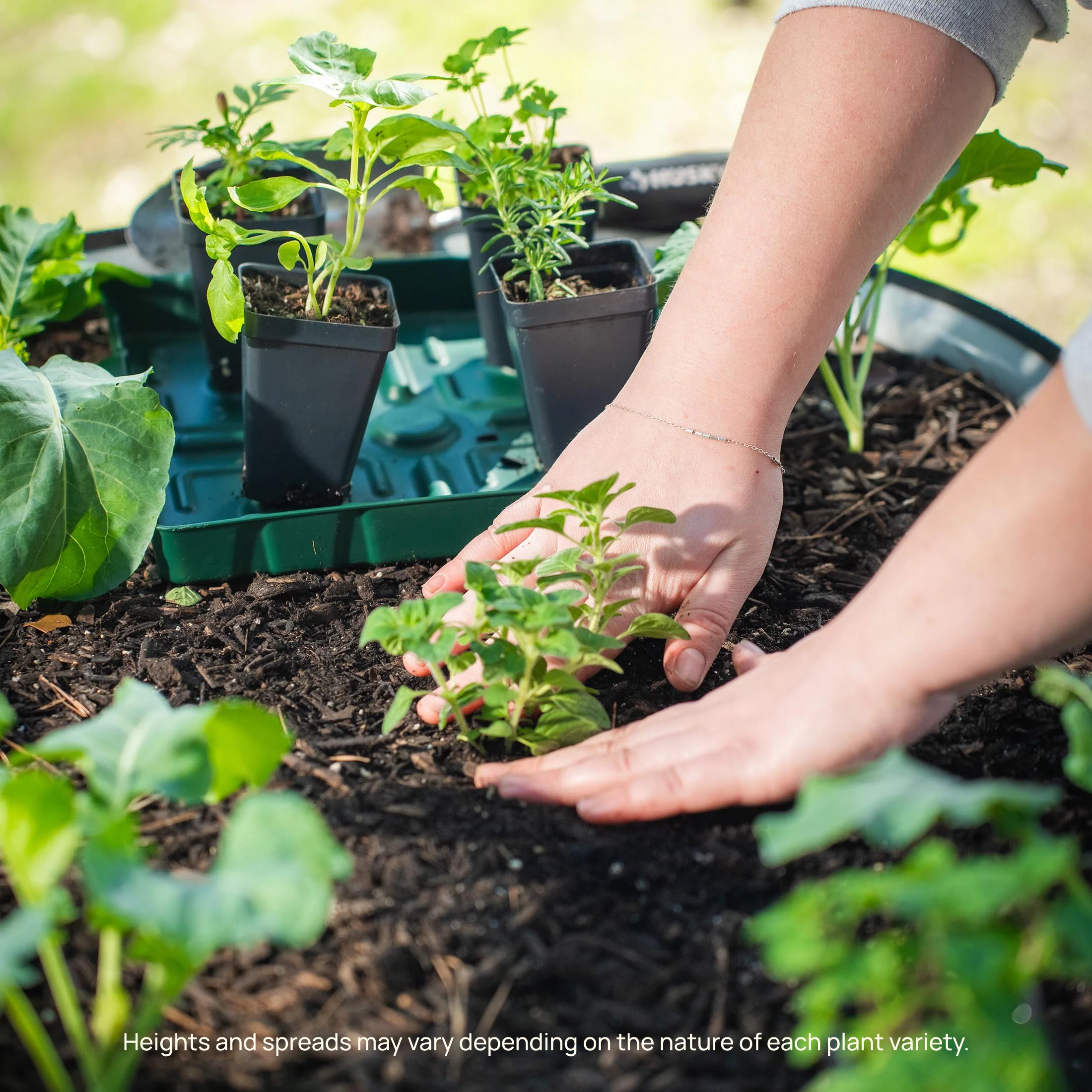 Better Boy Tomato Seedling - Image 9