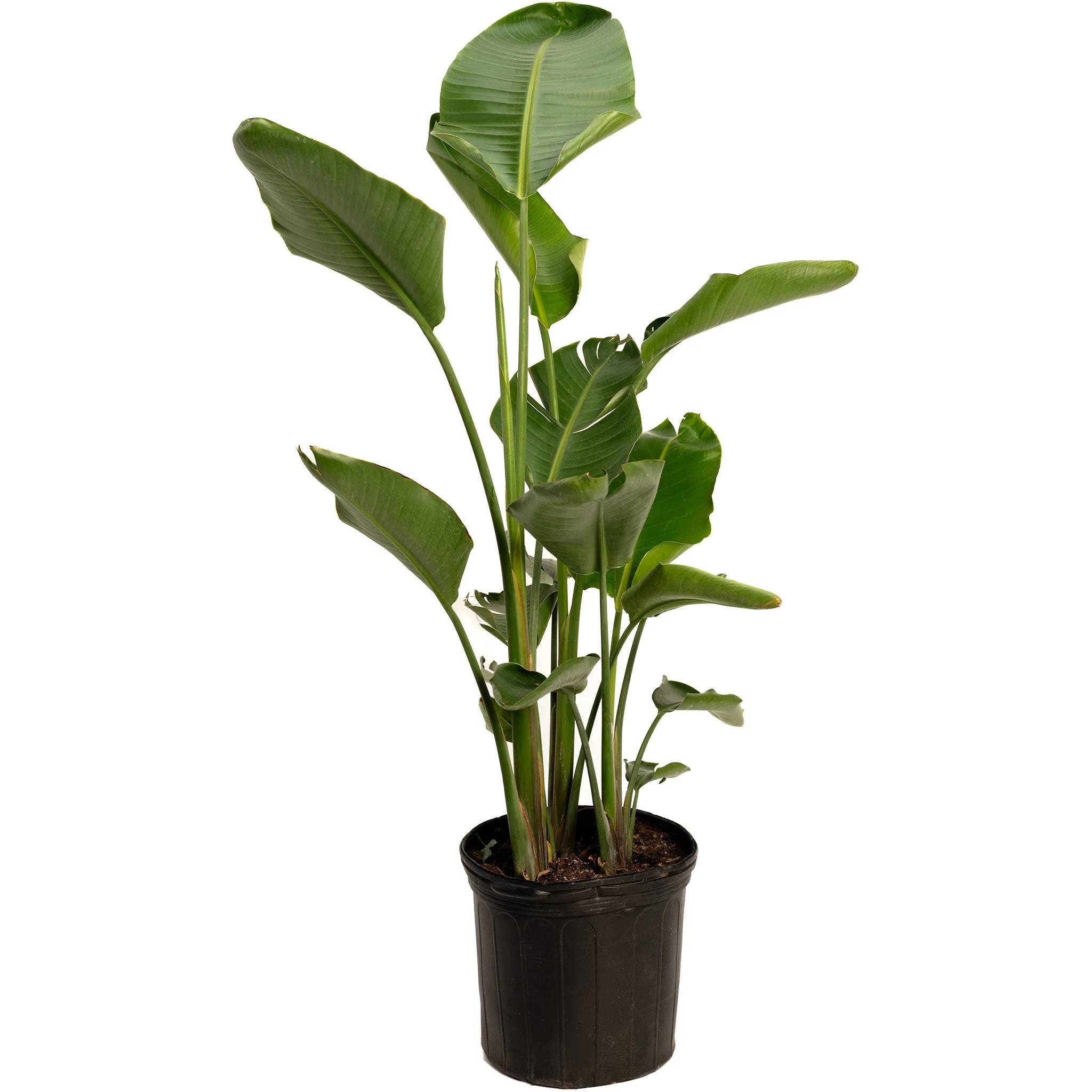 Bird of Paradise - Image 4