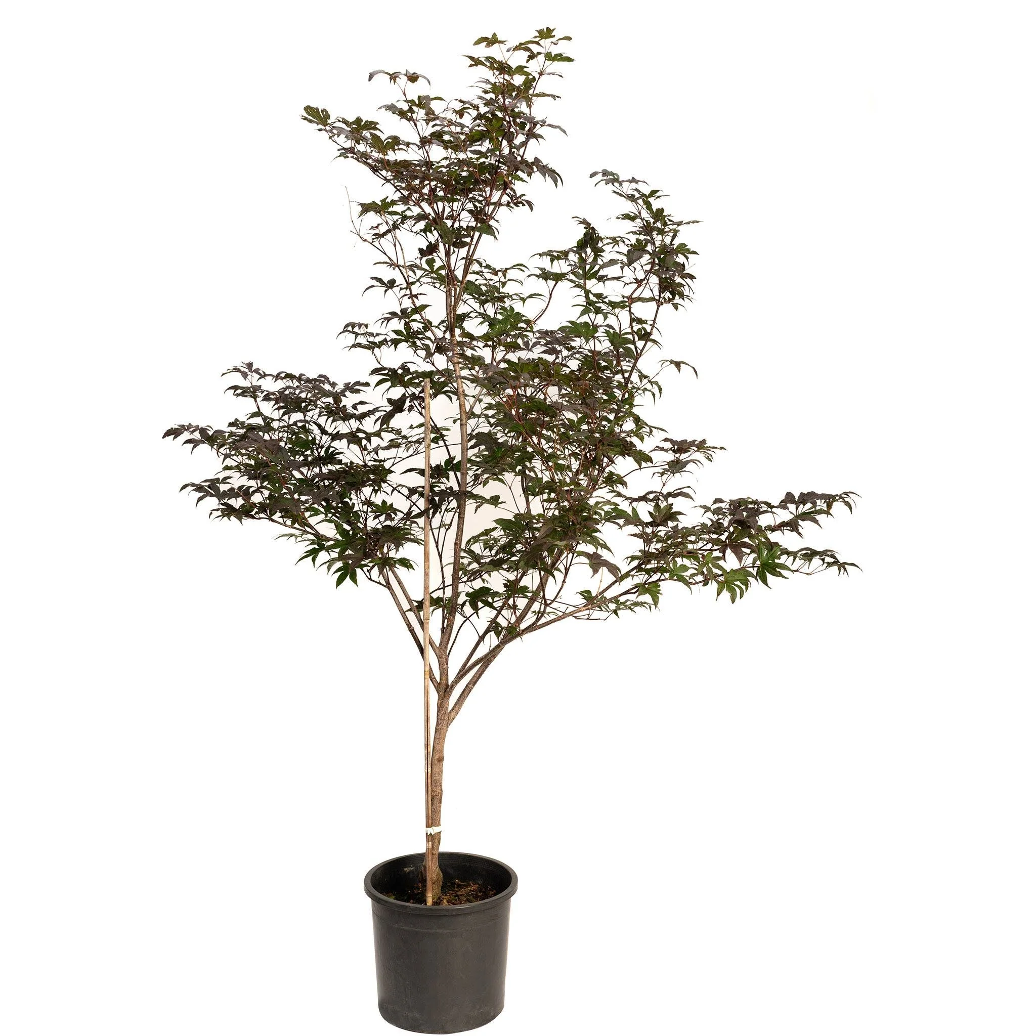 Bloodgood Japanese Maple - Image 6