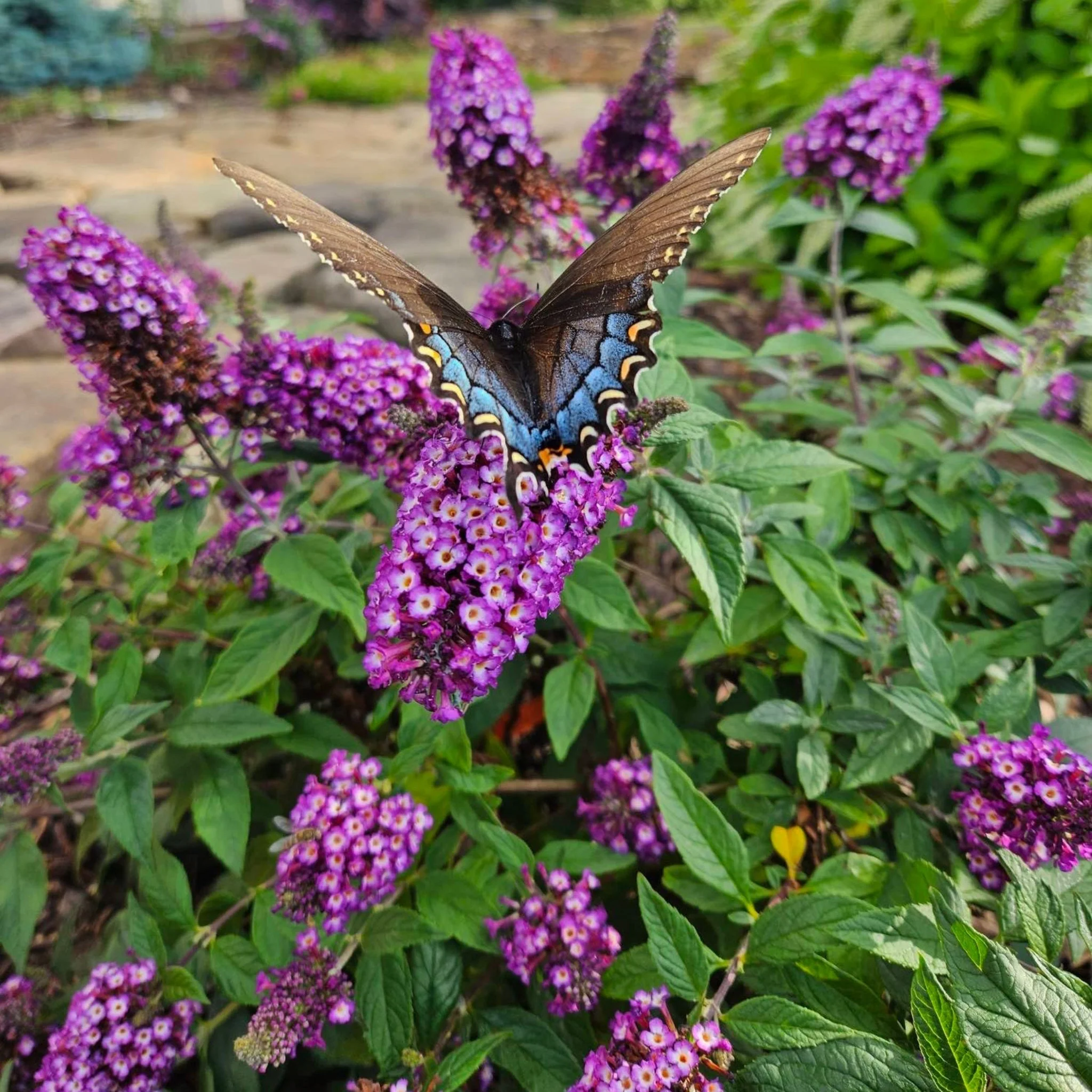 Blueberry Pie® Butterfly Bush - Image 2