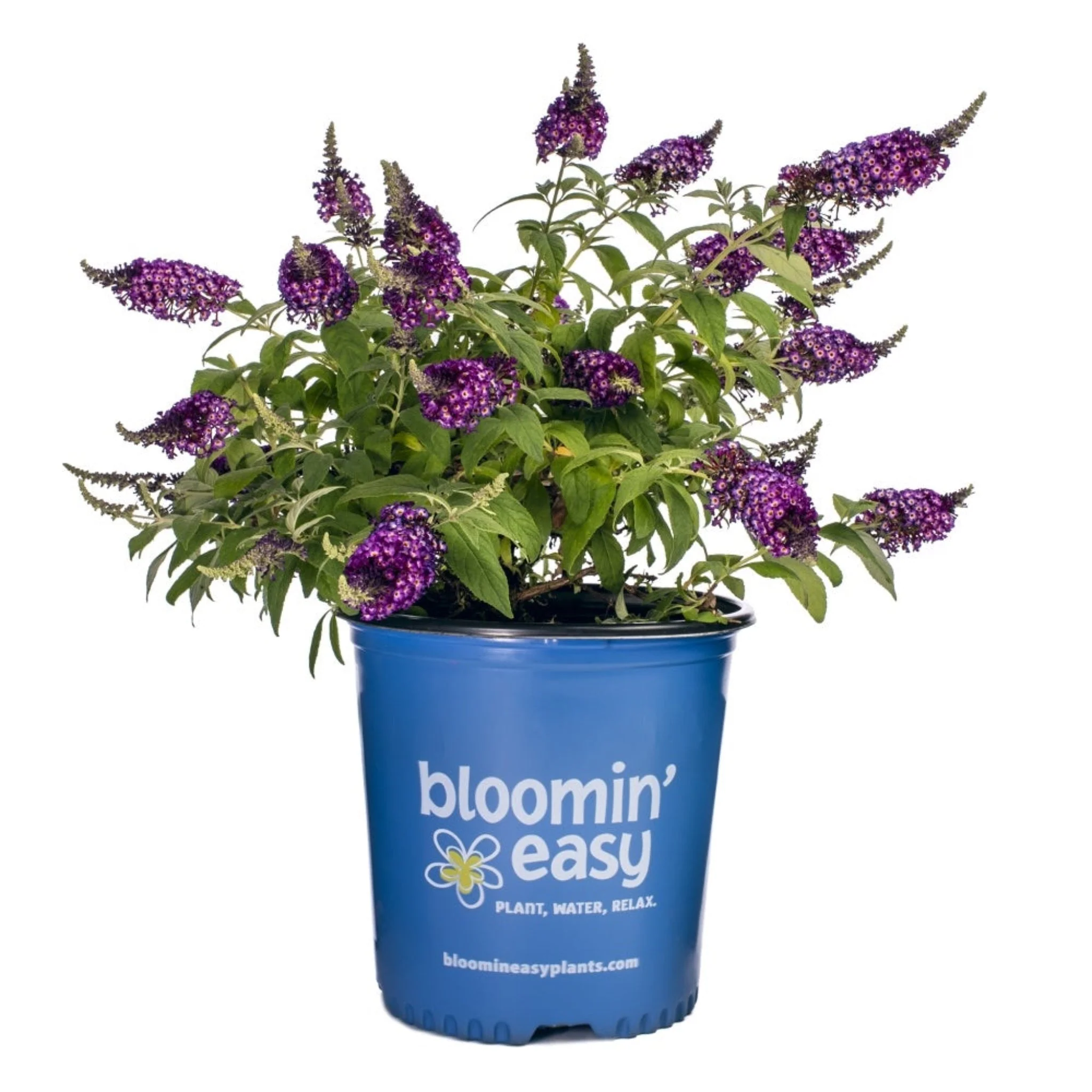Blueberry Pie® Butterfly Bush - Image 3