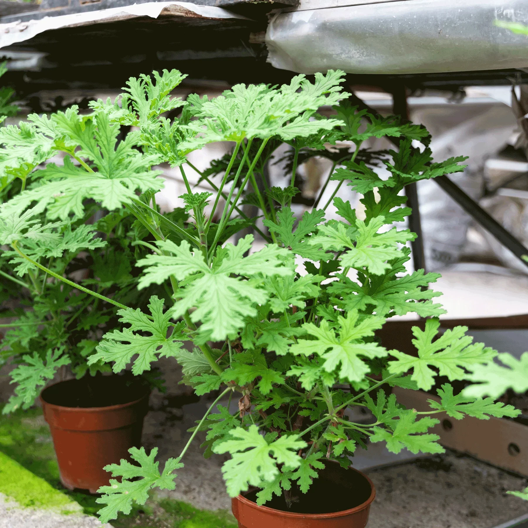 Citronella Bush - Image 3