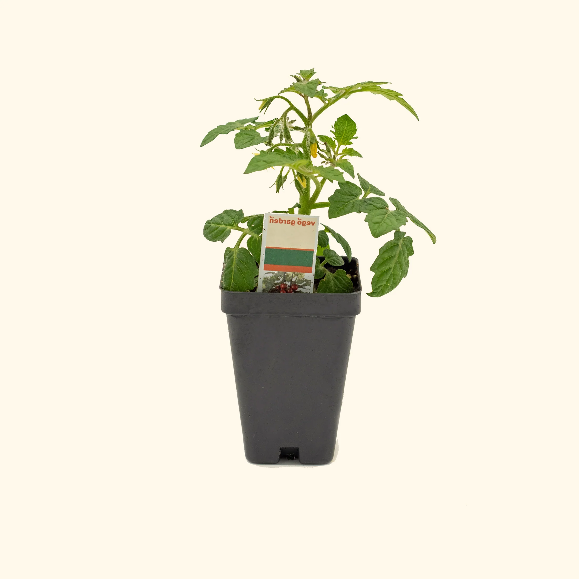 Kitchen Minis™ Cocoa Tomato Seedling - Image 2