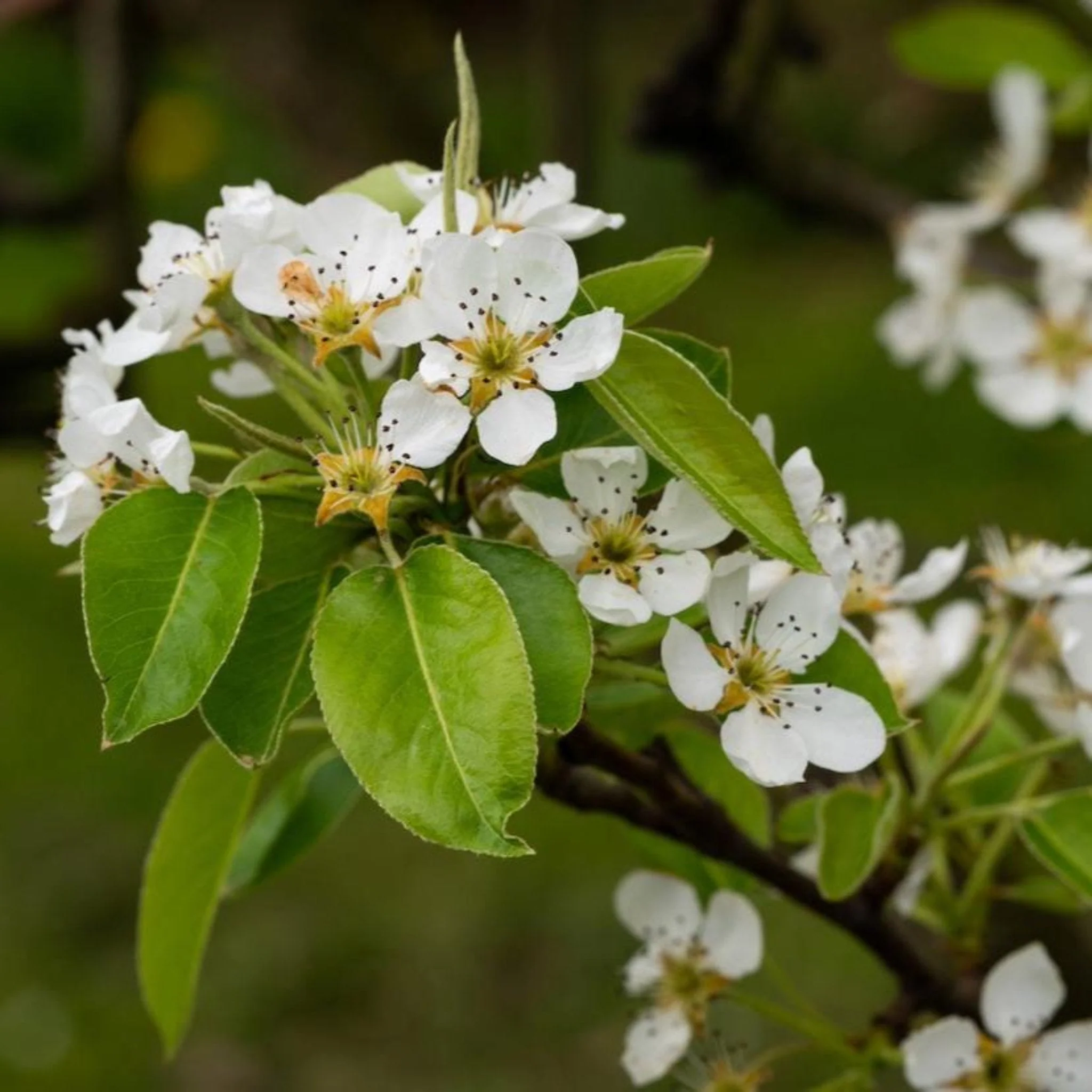 D'Anjou Pear Tree - Image 2