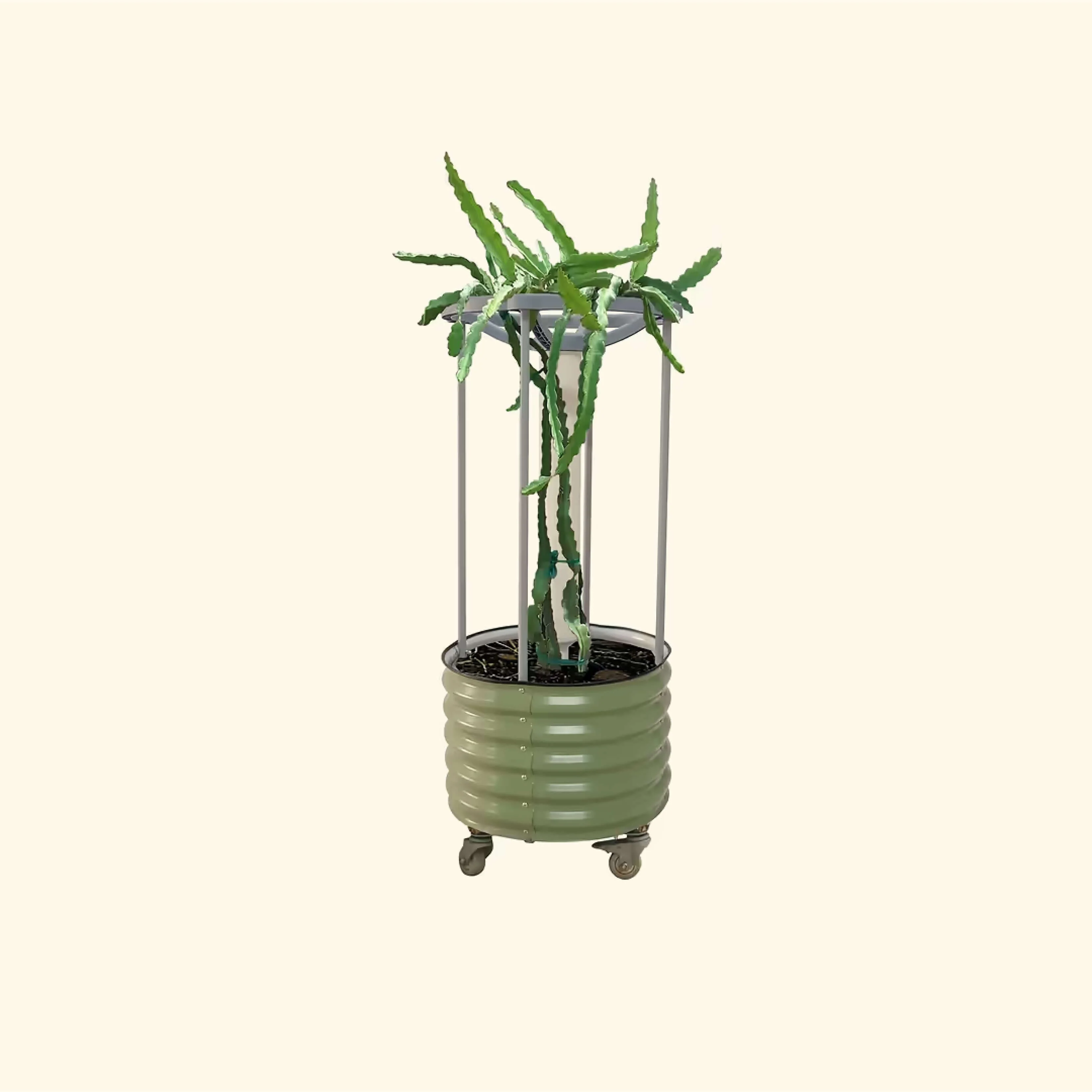 Dragon Fruit Planter Bundle