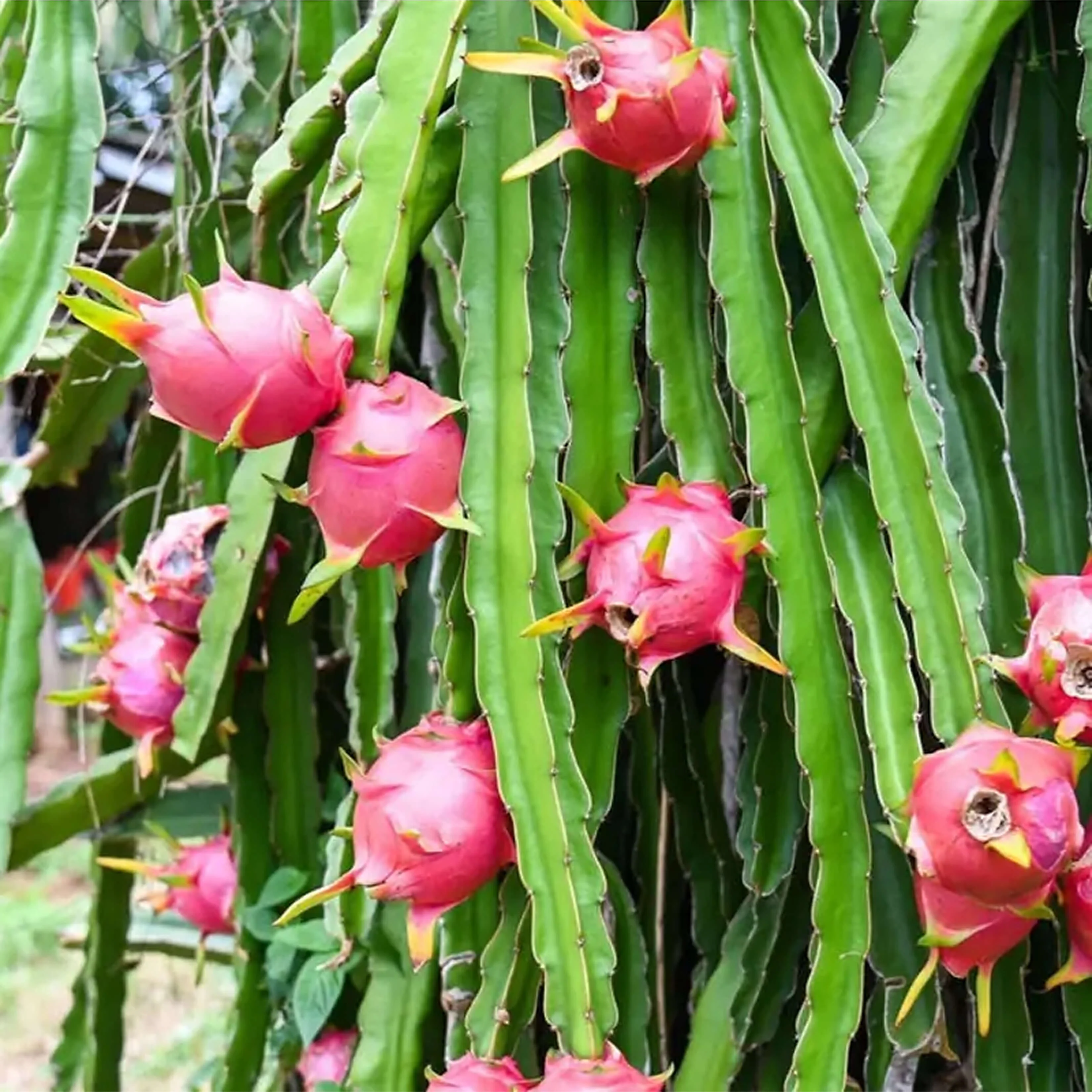 Dragon Fruit Planter Bundle - Image 2
