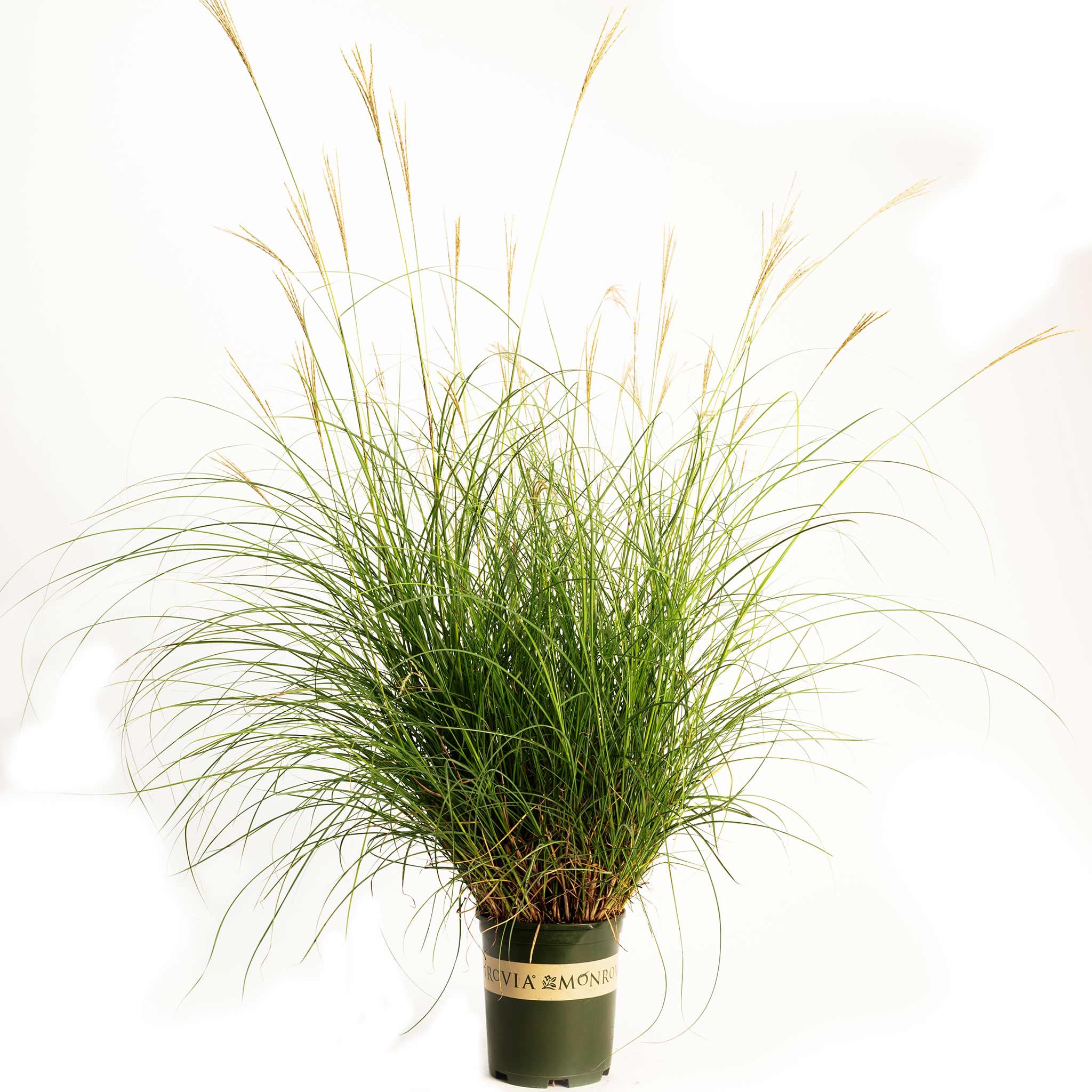 Dwarf Maiden Grass - Image 3