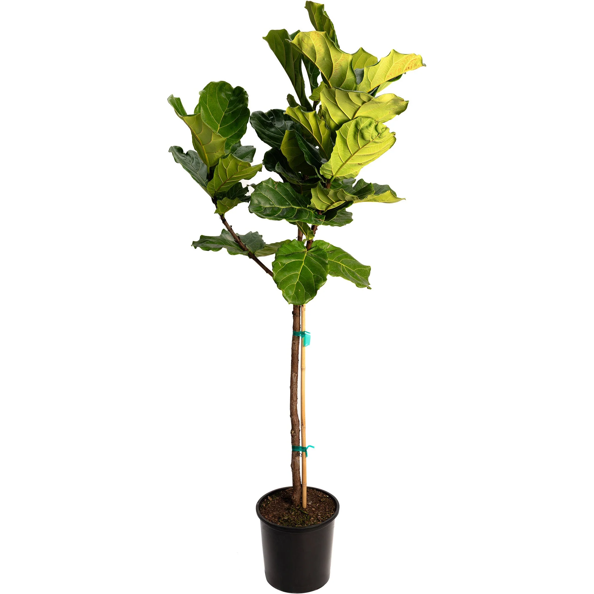 Fiddle-Leaf Fig Tree - Image 6
