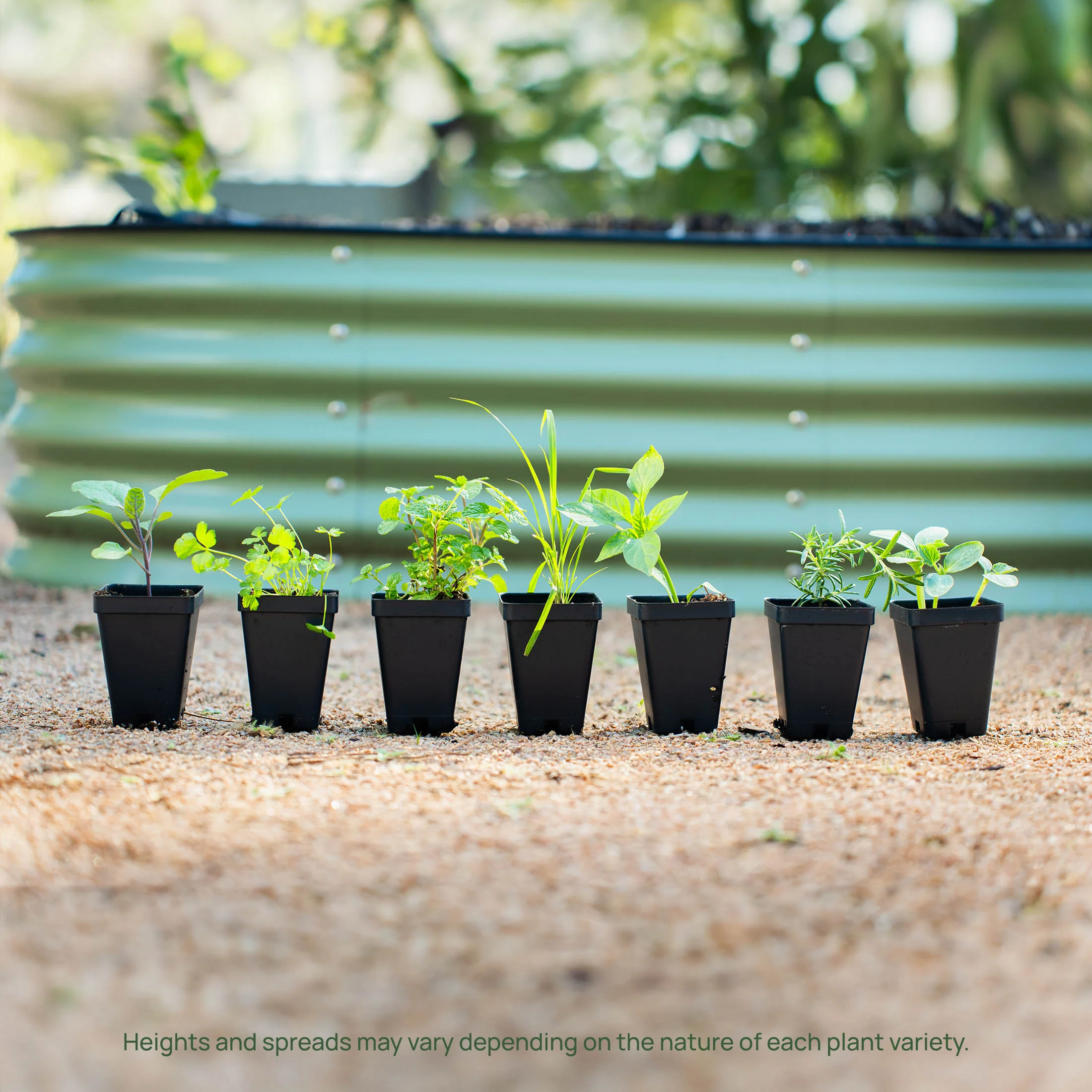 French Thyme Seedling - Image 6