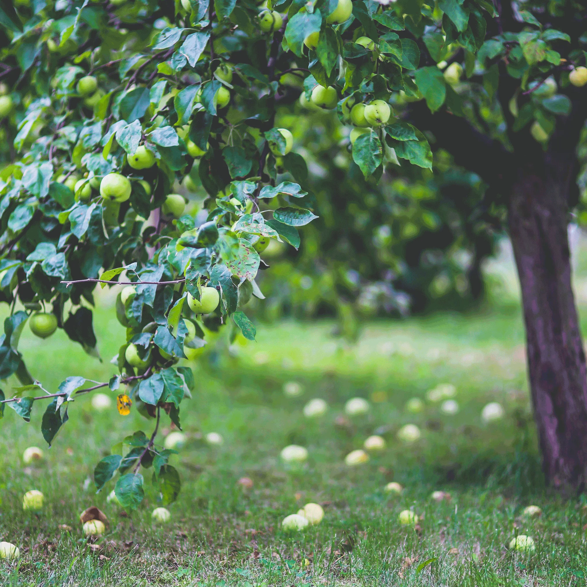 Granny Smith Apple Tree - Image 3