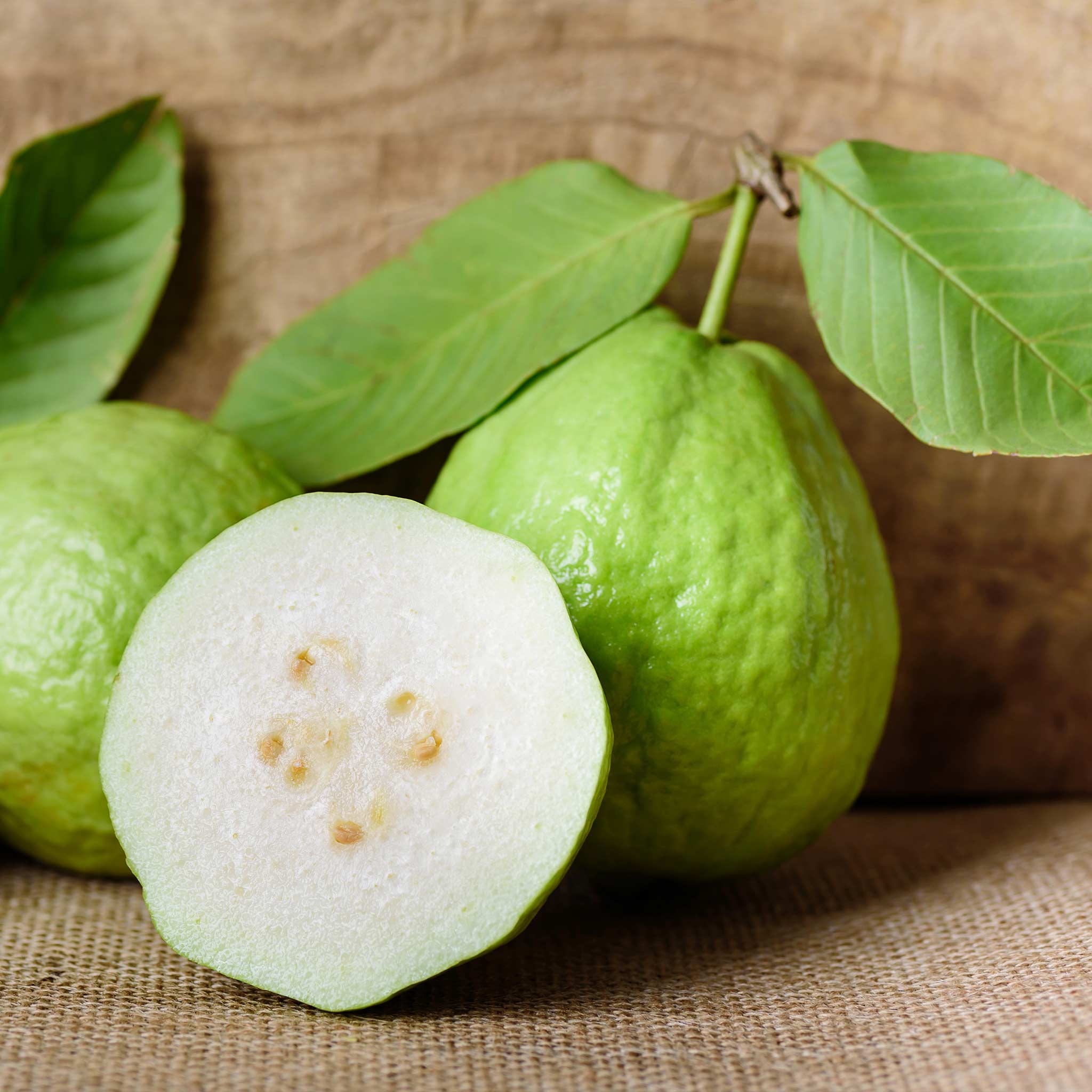 Guava Tree - White - Image 2