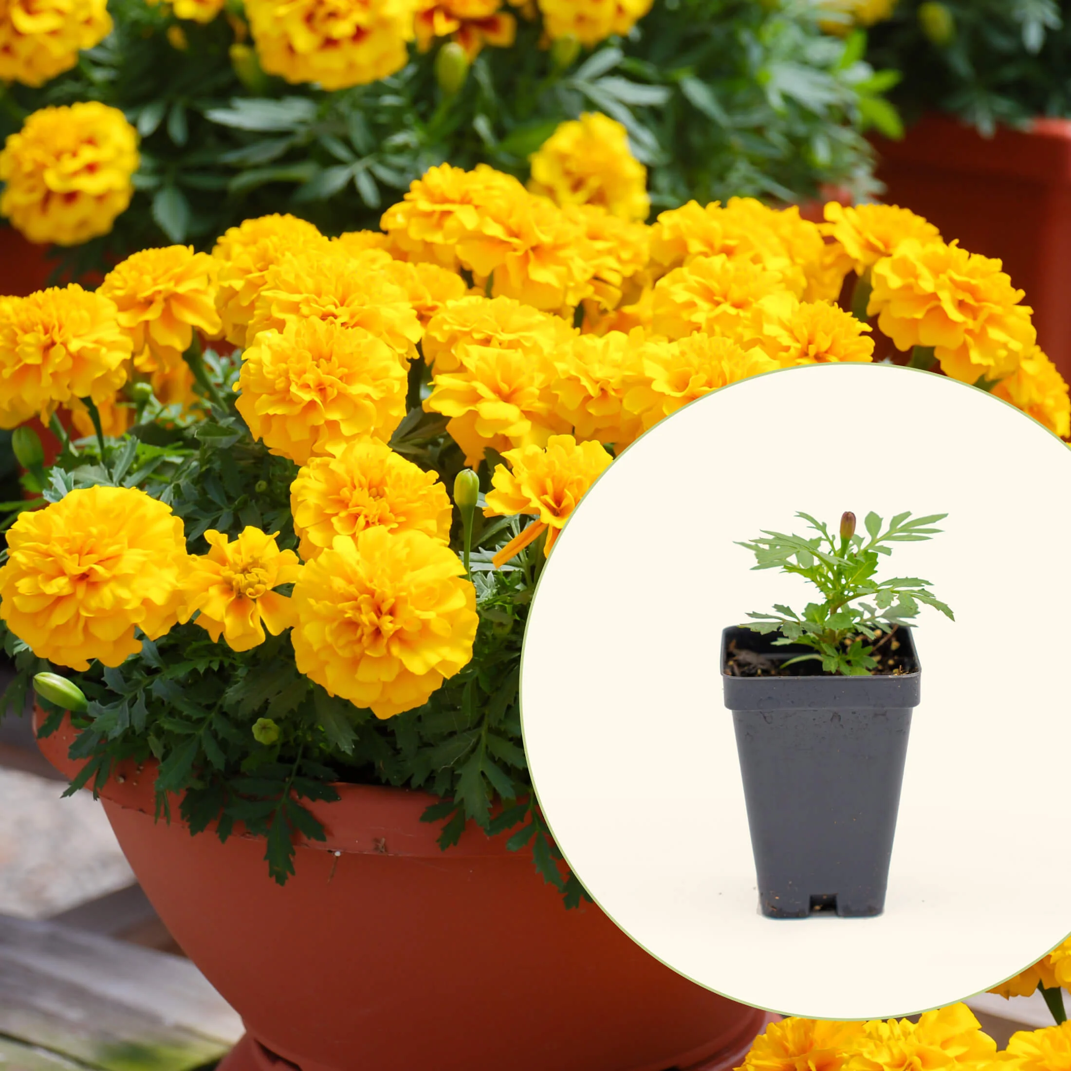 Happy™ Yellow French Marigold Seedling