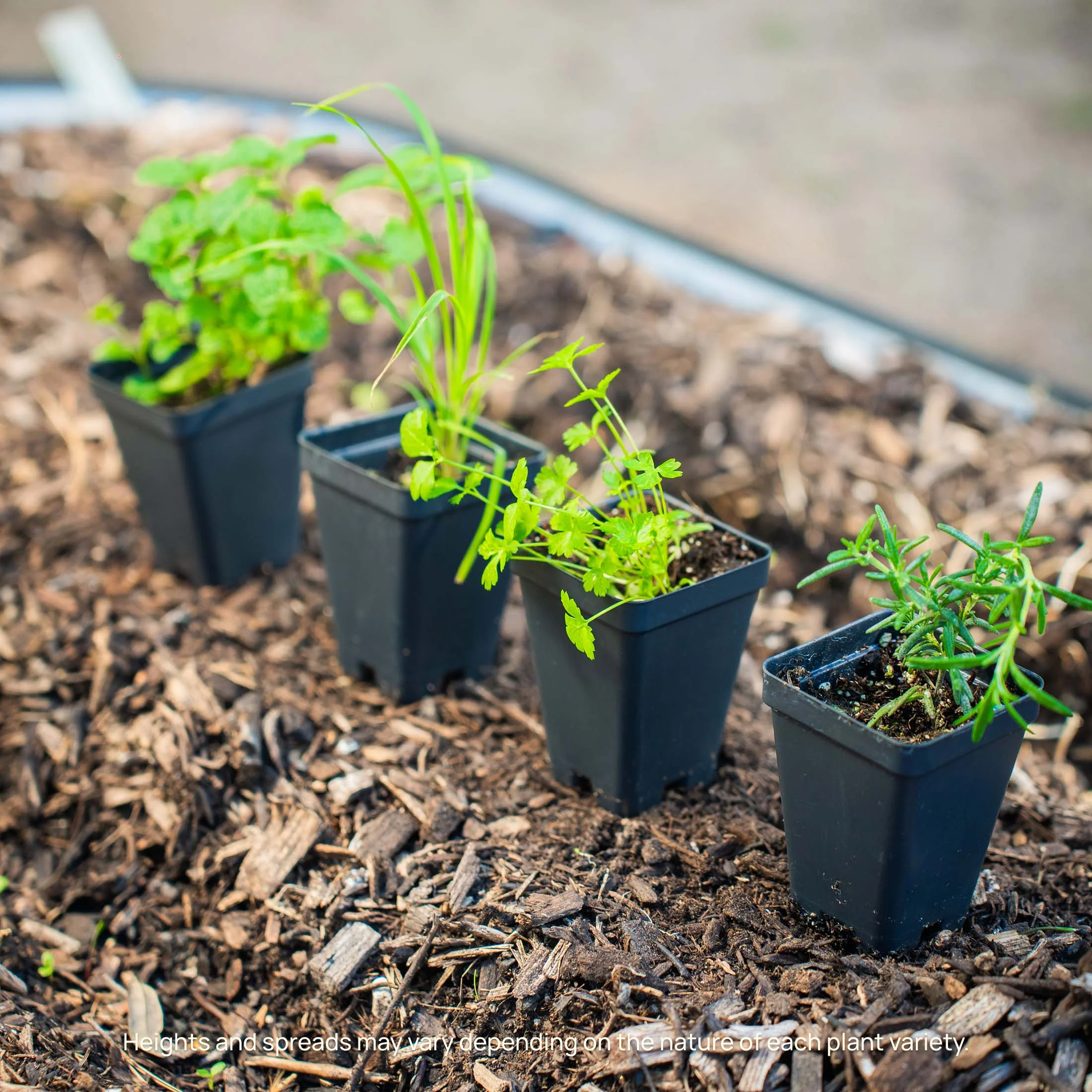 Italian Flat Leaf Parsley Seedling - Image 7