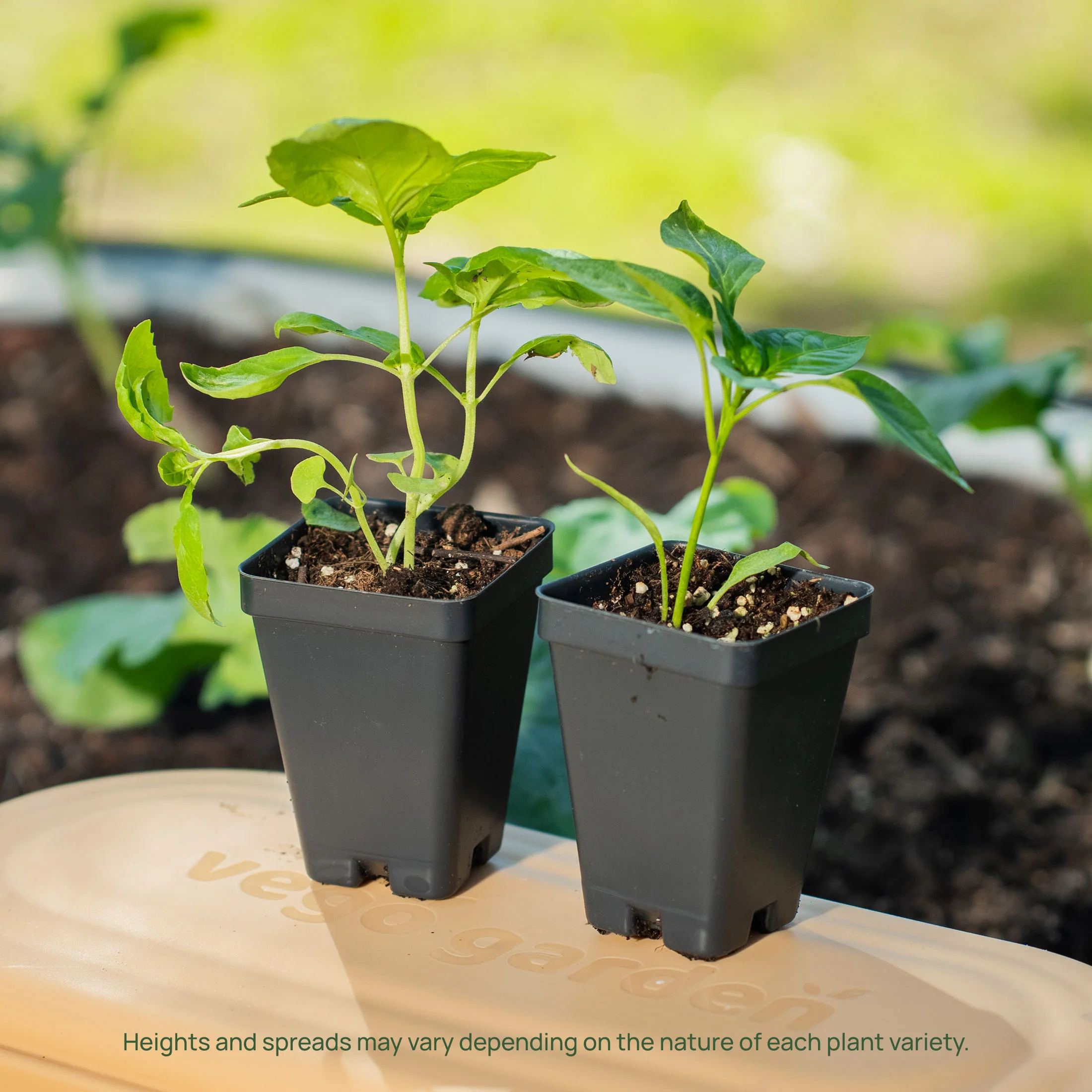 Italian Large Leaf Basil Seedling - Image 8