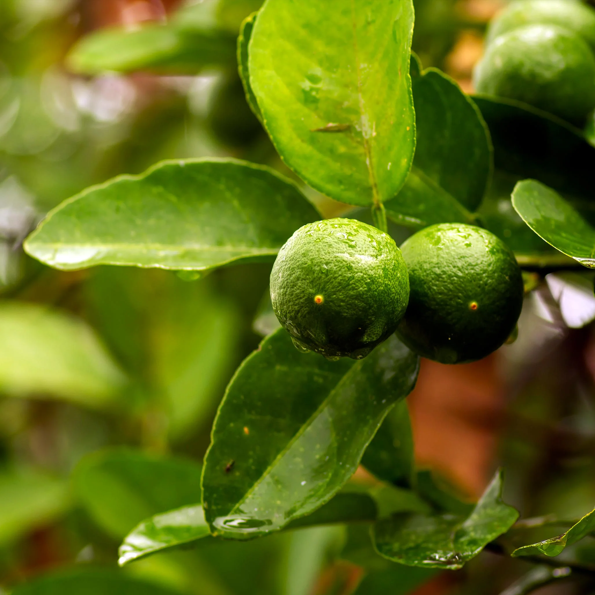 Key Lime Tree - Image 2