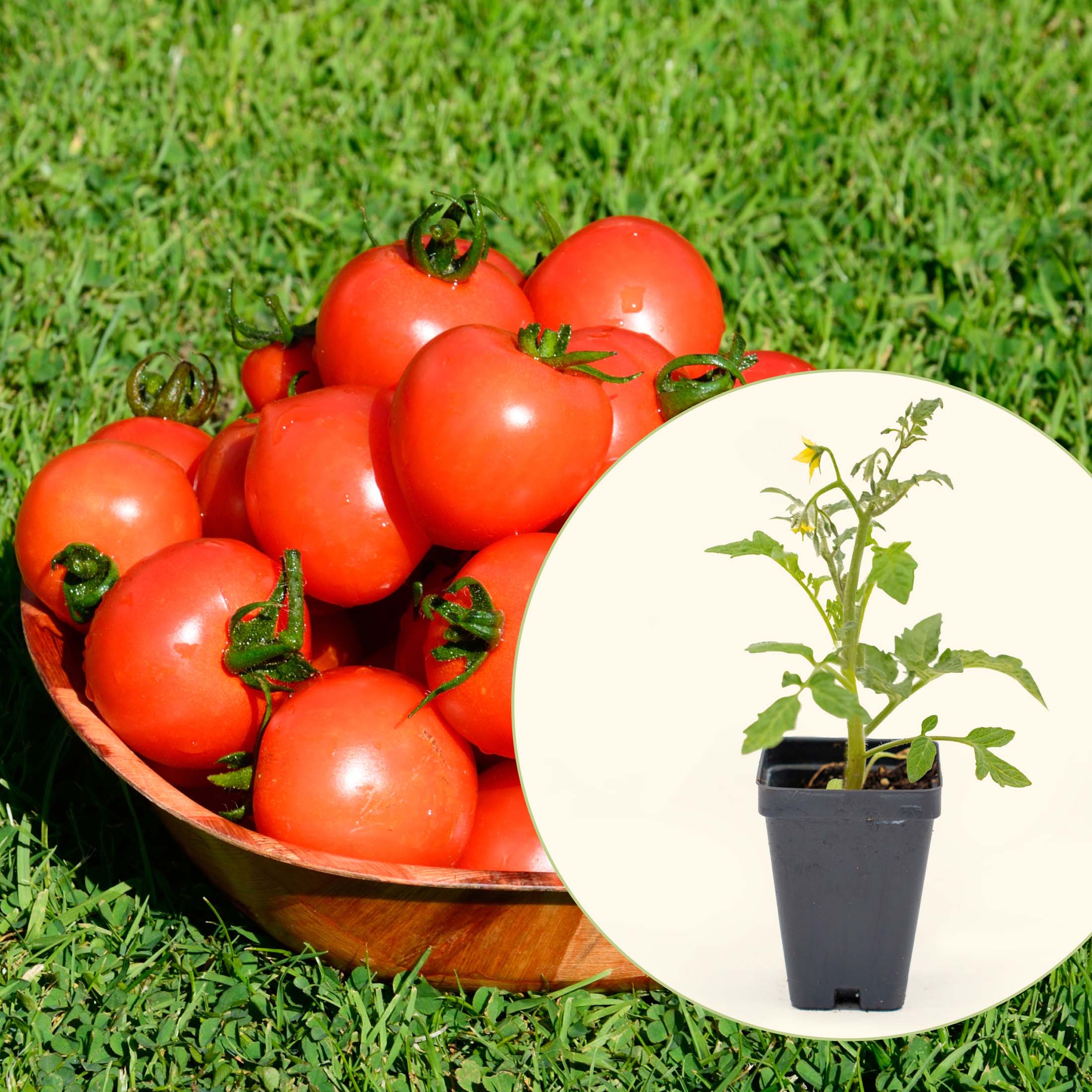 Mountain Magic Tomato Seedling