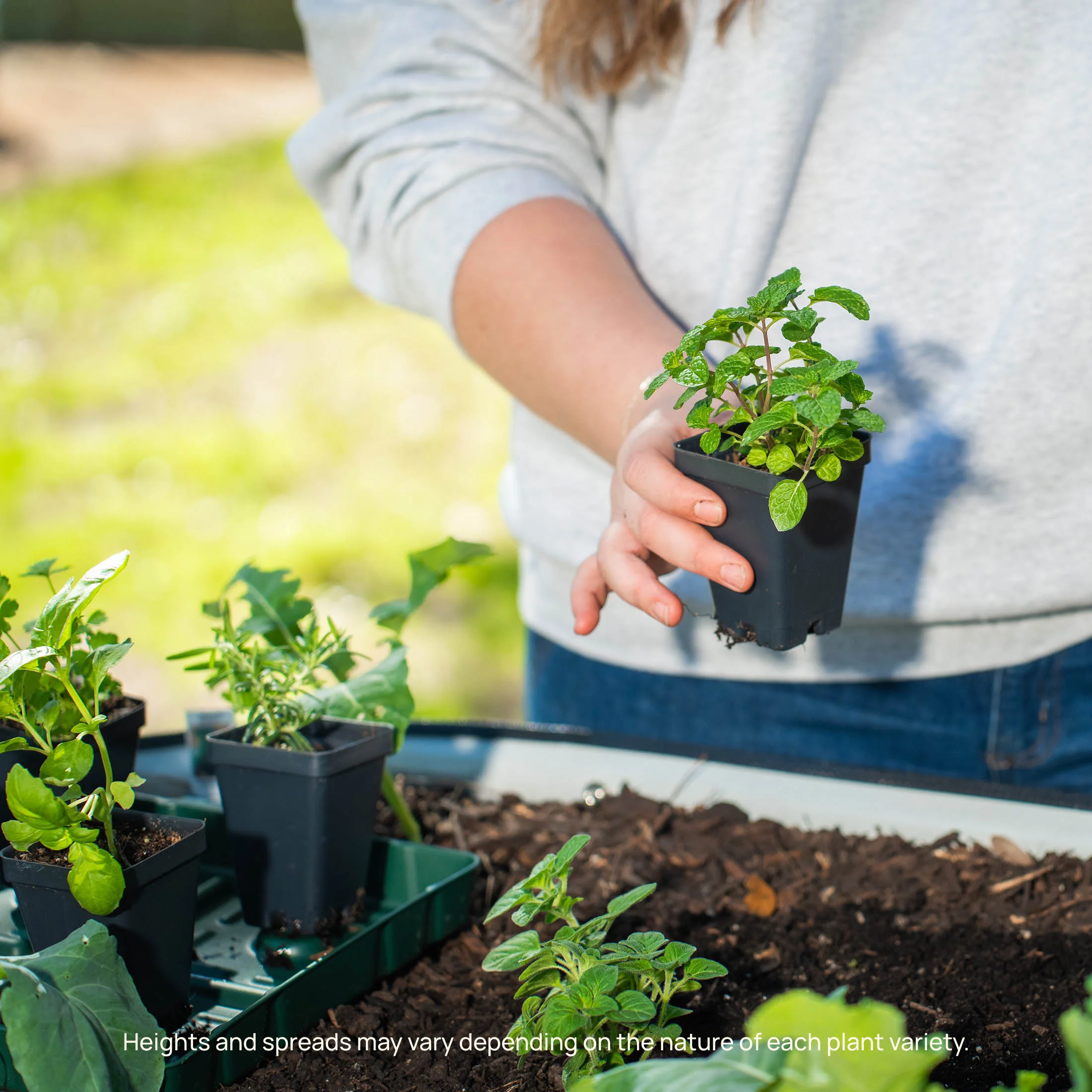 Mountain Magic Tomato Seedling - Image 8