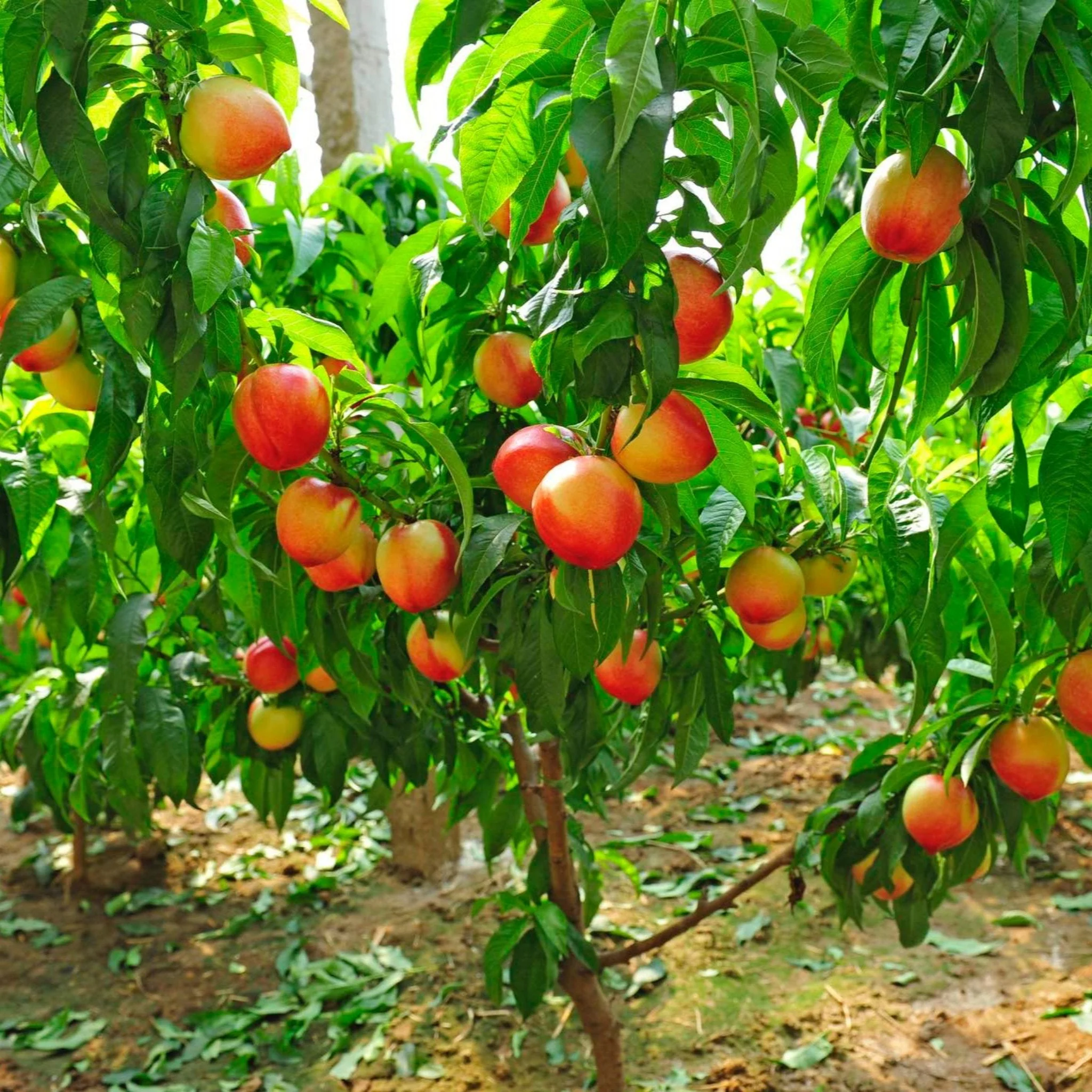 Multi-Fruit Peach Tree - Image 2