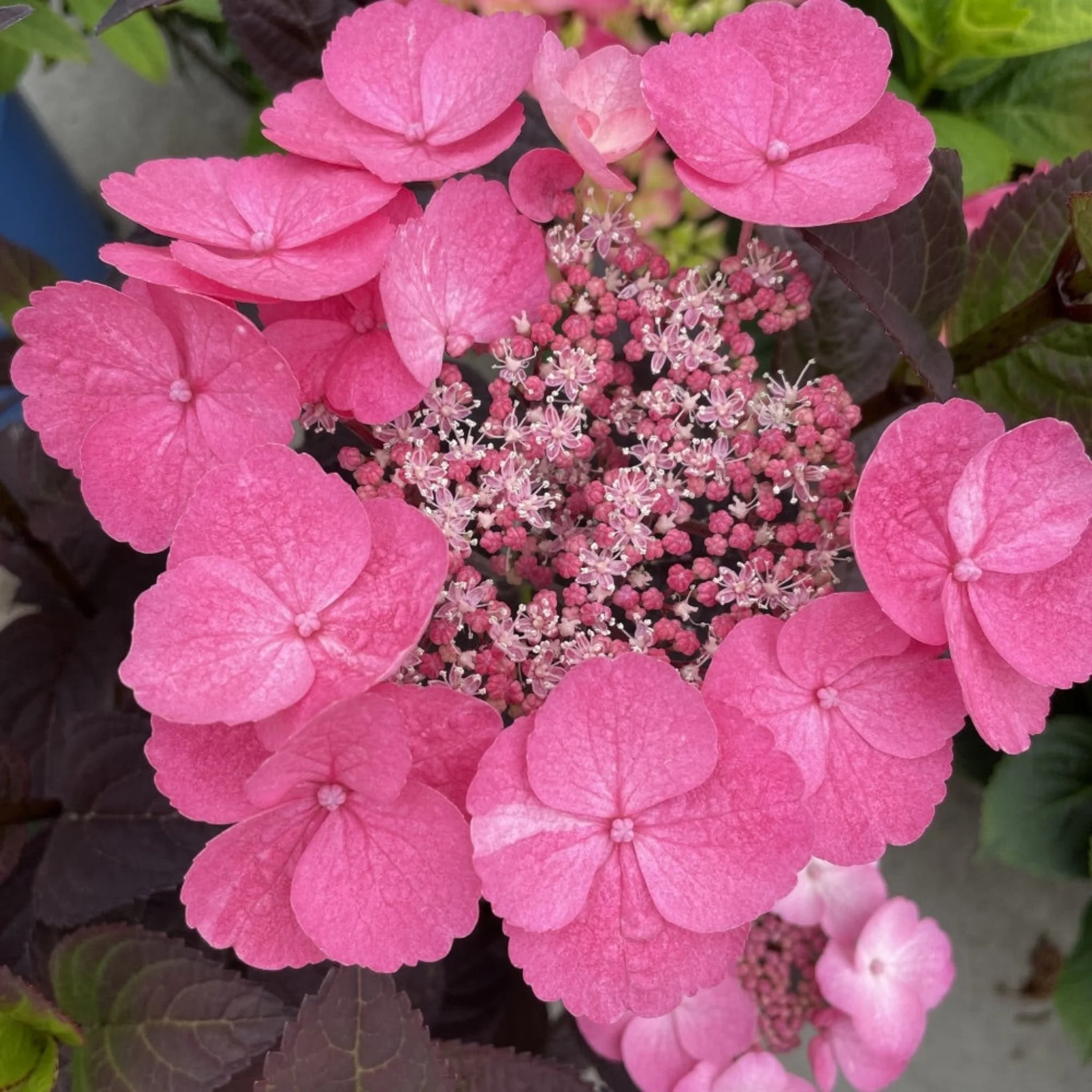 Pink Dynamo™ Mountain Hydrangea - Image 2