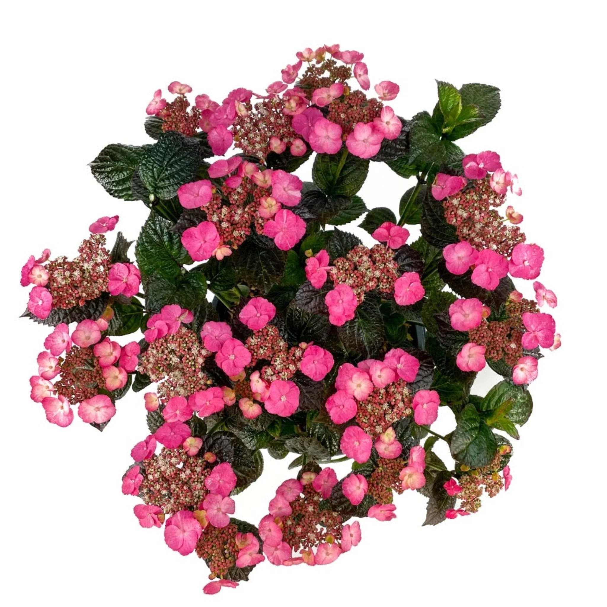 Pink Dynamo™ Mountain Hydrangea - Image 3