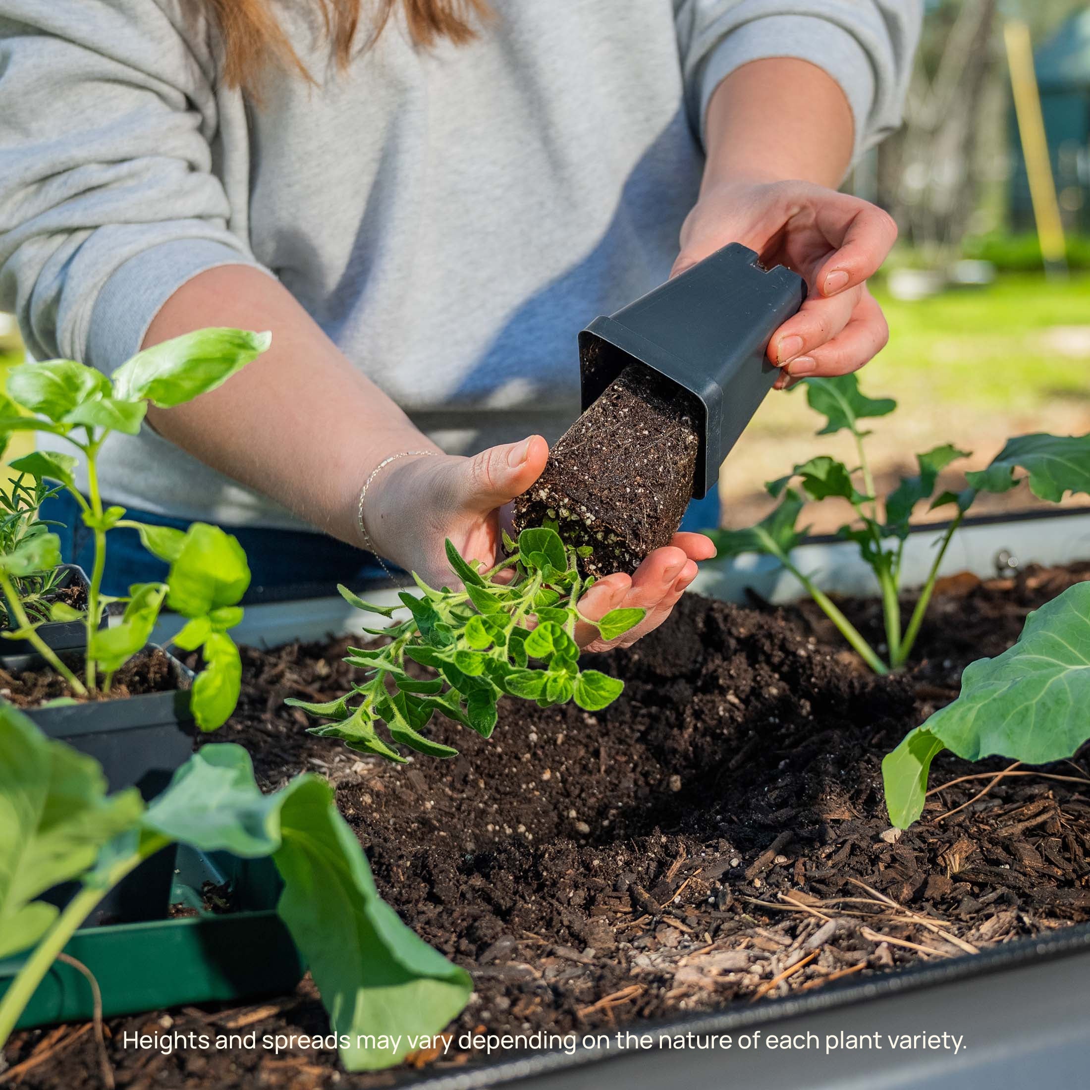 Kitchen Minis™ Quick Snack Cucumber Seedling - Image 9