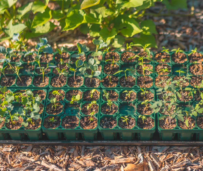 Seed Starting Bundle - 10" x 20" - Image 6