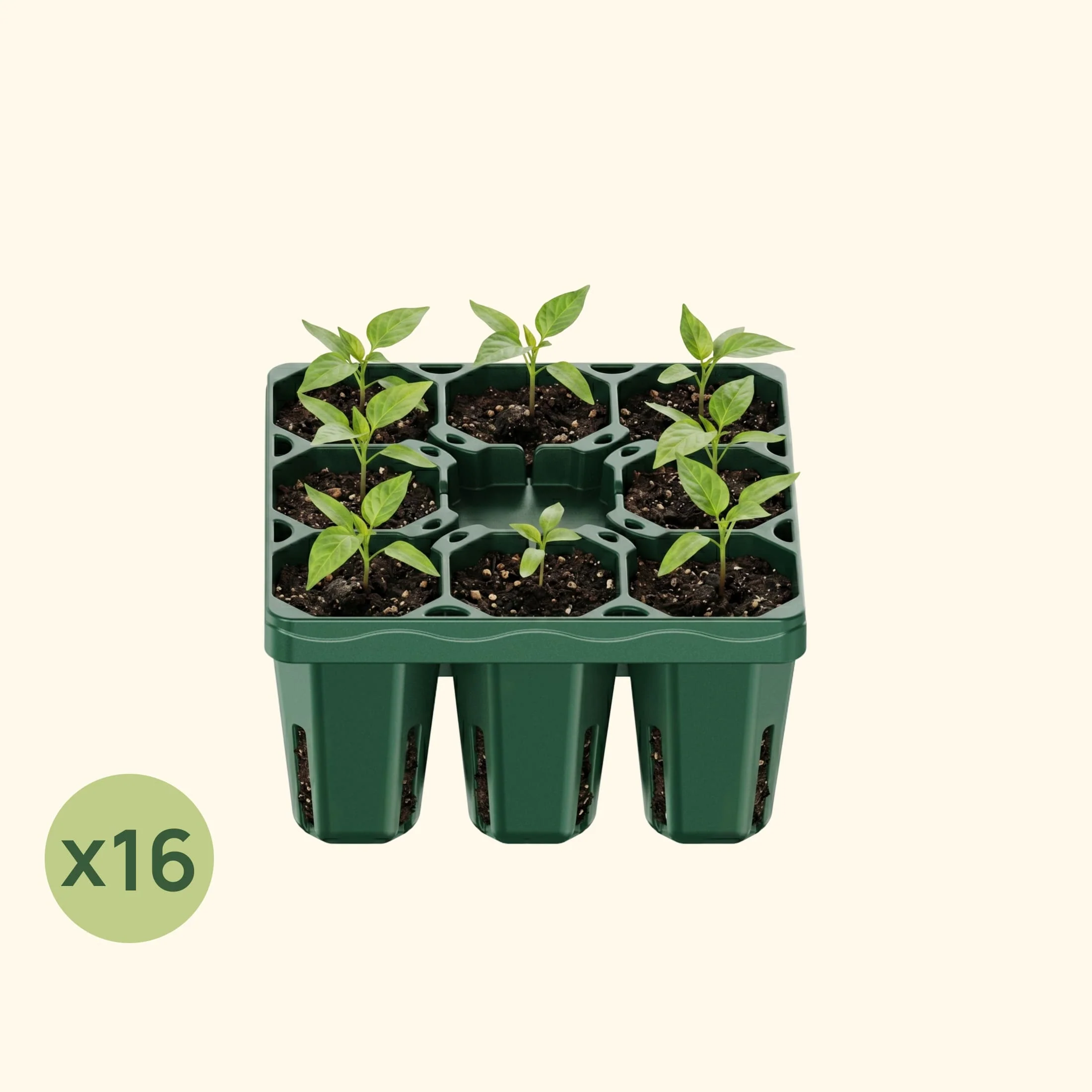 Standard Seedling Tray - 5" x 5" - Image 11