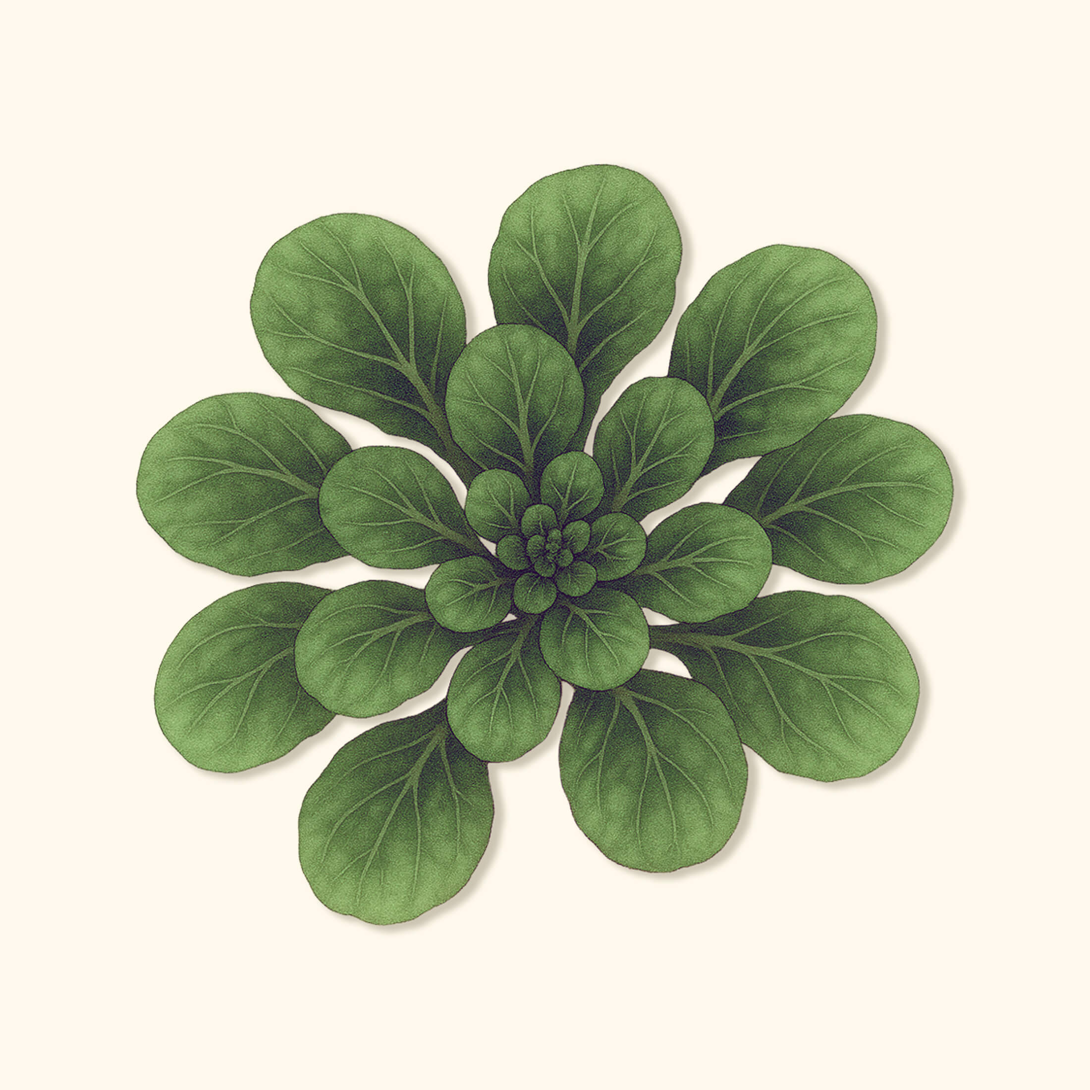 Organic Standard Tatsoi Seeds
