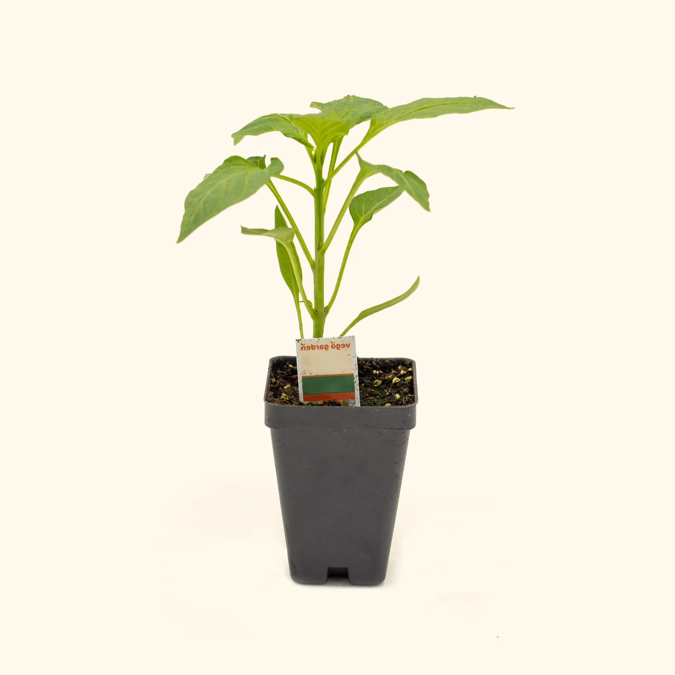 Kitchen Minis™ Sweet Fresh Bites Orange Pepper Seedling - Image 2