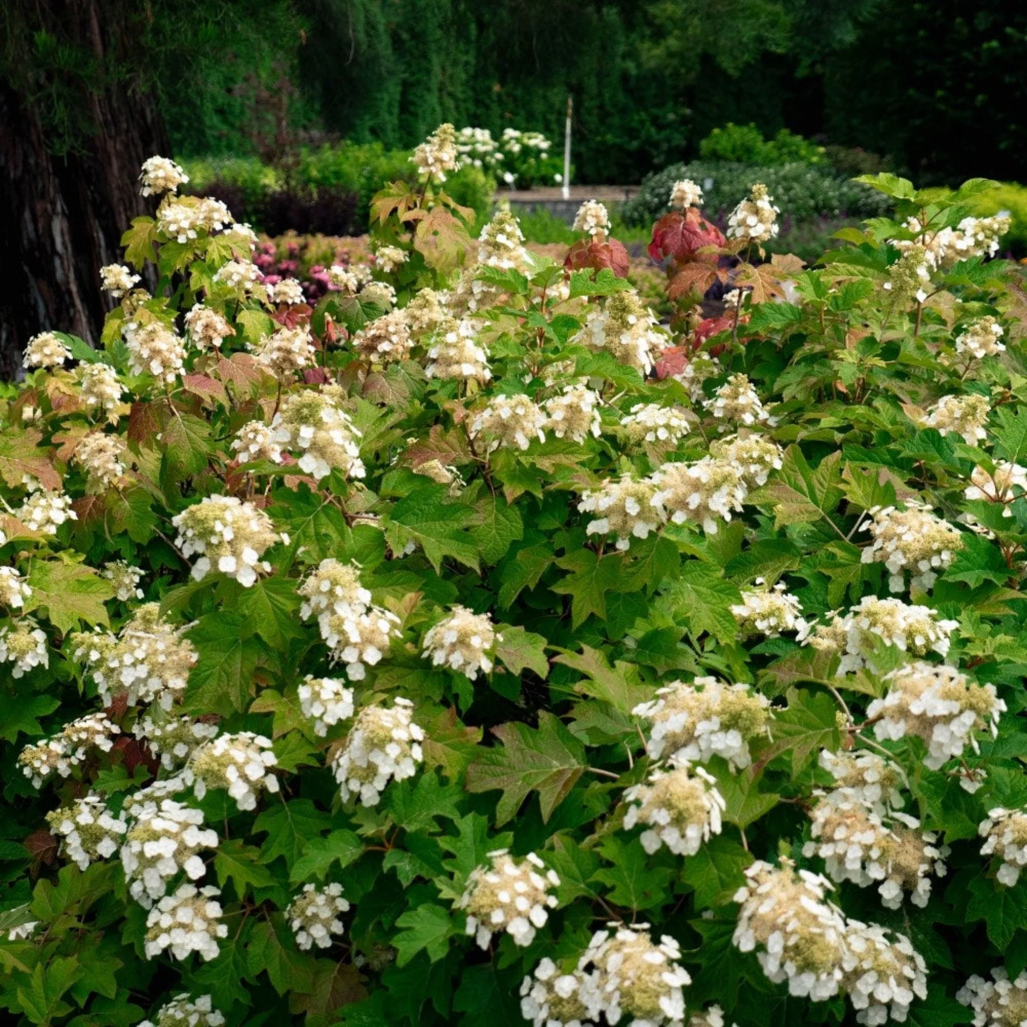 Toy Soldier™ Oakleaf Hydrangea - Image 2